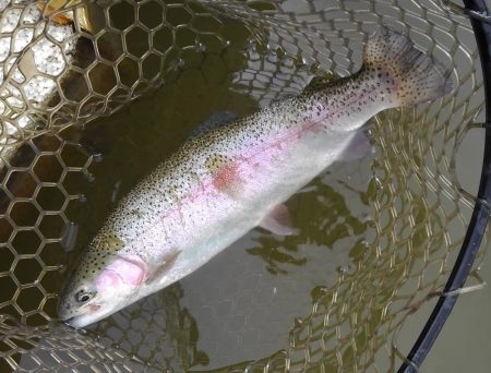 大安トラウトレイク 釣果